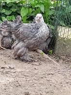 Jeunes poules Brahma (tétras argenté)