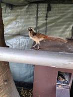 Lady amherst fazant haan, Animaux & Accessoires, Oiseaux | Oiseaux Autre