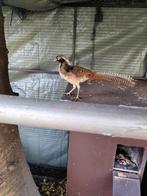 Lady amherst fazant haan