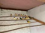 Gouldamadines, Dieren en Toebehoren, Tropenvogel