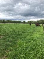 Prairie avec abri à louer, pension complète uniquement, Animaux & Accessoires, Pâturage