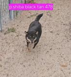 Shiba inu puberpups, 15 weken tot 1 jaar, Buitenland, CDV (hondenziekte), Poolhond