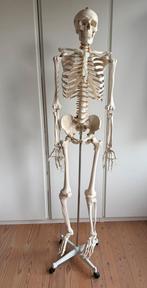 Anatomisch skelet, Diversen, Ophalen, Zo goed als nieuw