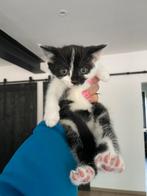 3 leuke kittens, Meerdere dieren