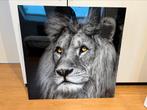 Poster Lion, Maison & Meubles, Enlèvement, Comme neuf, Photo ou Poster