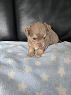 Chichuahua puppy te koop, Dieren en Toebehoren, België, Fokker | Hobbymatig, Meerdere, Meerdere dieren