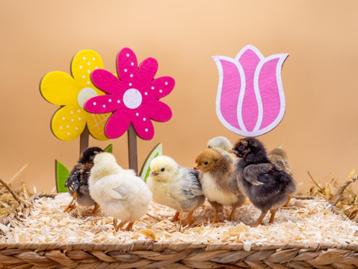 Wyandotte kriel kuikens, gesekst en ingeënt, Poule ou poulet