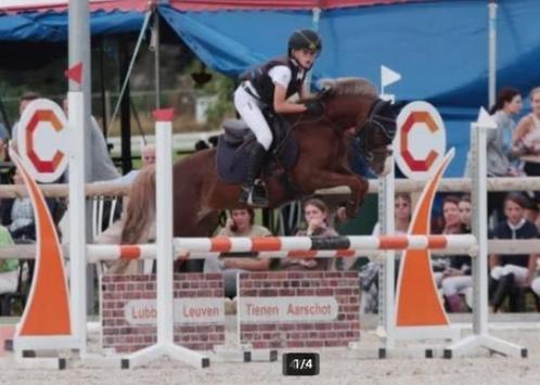 Pony B met uitstekende springcapaciteiten, Dieren en Toebehoren, Pony's, Merrie, B, B pony (1.17m tot 1.27m), Springpony, 7 tot 10 jaar