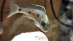 Copadichromis Mloto malawi cichliden hobbykweek, Dieren en Toebehoren, Vis, Zoetwatervis