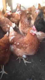 Legkippen alle kleuren, Dieren en Toebehoren, Pluimvee