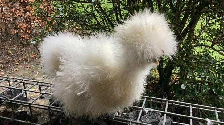 Usa zijdehoen hennetjes, Dieren en Toebehoren, Pluimvee