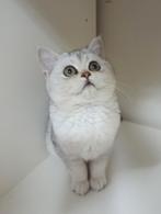 Kittens British korthaar silver black shaded., Kater, Gechipt, 0 tot 2 jaar