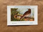 Vogels van België Nr. 4 Graspieper, Ophalen of Verzenden, Ongelopen, Vogel