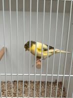 kanarie mannen, Dieren en Toebehoren, Mannelijk, Kleurkanarie