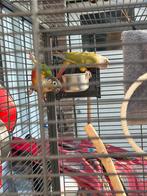 Couple reproducteur, Dieren en Toebehoren, Vogels | Parkieten en Papegaaien