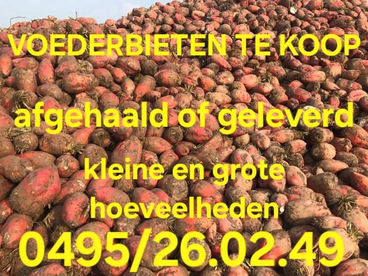 Voederbieten te koop, Tickets & Billets, Loisirs | Autre