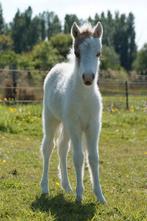 Verschillende Amerikaanse AMHA minipaardjes, Dieren en Toebehoren, Pony's, Meerdere dieren