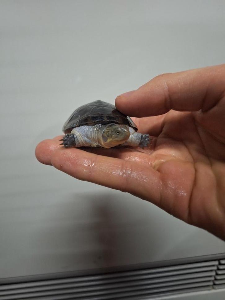 Baby bruine klapborst waterschildpad, Dieren en Toebehoren, Reptielen en Amfibieën, Schildpad