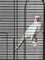 Perruche à collier, Perruche