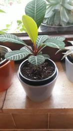 Madagascar jewel, Huis en Inrichting, Ophalen, Vetplant, Minder dan 100 cm