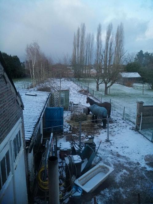 Vriendje gezocht voor onze ruin, Dieren en Toebehoren, Stalling en Weidegang