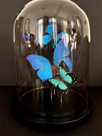 Prachtige vlucht van 3 exotische vlinders onder een glazen b, Verzamelen, Nieuw, Opgezet dier, Ophalen of Verzenden, Insect