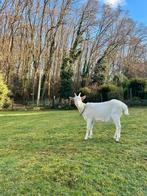 Melkgeitje te koop, Femelle, Chèvre, 0 à 2 ans