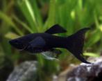 Black Molly tropische vissen, Dieren en Toebehoren, Vissen | Aquariumvissen