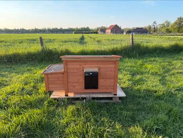 Kippenhok met automatische deur, Kip
