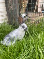 Baby konijntje (vlinder reus), Dieren en Toebehoren, Konijnen, Mannelijk, Groot, 0 tot 2 jaar