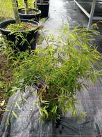 Calliandra Surnamensis, Tuin en Terras, Planten | Tuinplanten, Ophalen