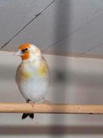 Putter witkop man., Dieren en Toebehoren