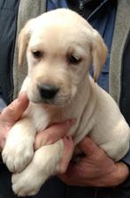 Blonde Labrador pups, Dieren en Toebehoren, België, CDV (hondenziekte), 8 tot 15 weken, Labrador retriever