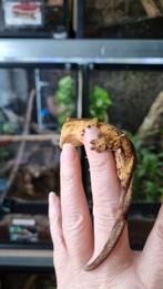 Crested gecko wimpergekko vrouw
