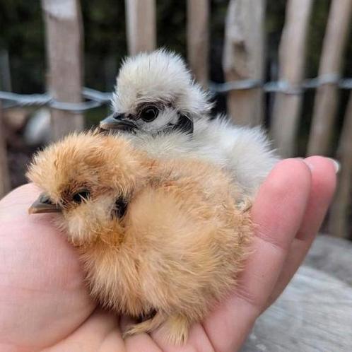 Prachtige pasgeboren usa zijdehoen kuikens zijdehoenders, Dieren en Toebehoren, Pluimvee, Kip