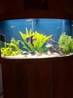 Gevuld aquarium Juwel, Dieren en Toebehoren, Ophalen, Zo goed als nieuw