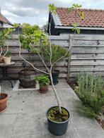 Franse vijgenboom, eigen kweek, Tuin en Terras, Ophalen, Vijgenboom