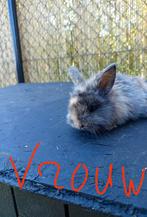 Baby konijntjes, Dieren en Toebehoren