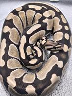 Konings python, Dieren en Toebehoren