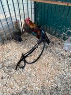 Trio Onagadori, Plusieurs animaux, Poule ou poulet