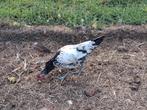 Jong mooi haantje, Dieren en Toebehoren, Mannelijk, Kip