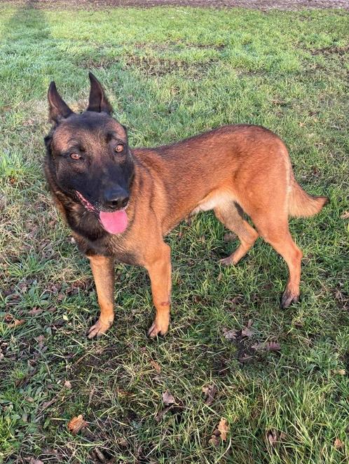 Mechelse herder ter dekking. Heeft al goede nakomelingen geg, Dieren en Toebehoren, Honden | Herdershonden en Veedrijvers, Reu