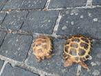 2 Russische vierteenschildpadden + terrarium + toebehoren, Dieren en Toebehoren