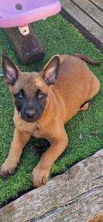 Mechelse Herder Puppy's, Dieren en Toebehoren, België, Fokker | Hobbymatig, 8 tot 15 weken, CDV (hondenziekte)