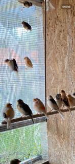 Portugese harlekijn kanaries, Dieren en Toebehoren, Vogels | Kanaries, Meerdere dieren, Kleurkanarie