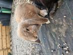 Voedster 09/04, Dieren en Toebehoren, Konijnen, Vrouwelijk, Groot, Hangoor, 0 tot 2 jaar