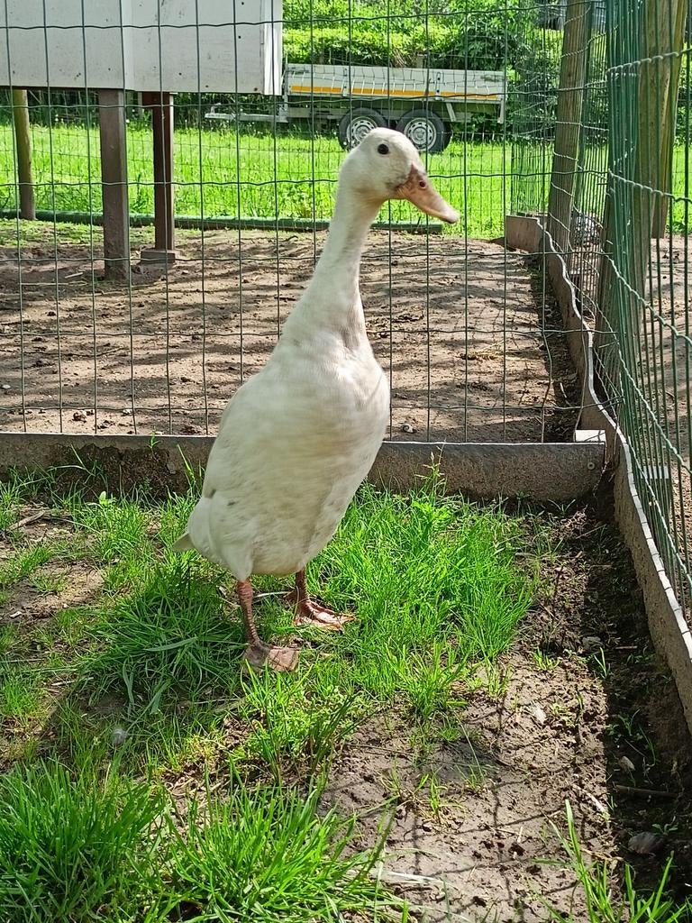 Broedeieren en kuikens van witte Indische loopeenden., Dieren en Toebehoren, Pluimvee