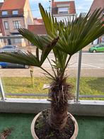 palmboom trachycarpus wagnerianus, Tuin en Terras, Planten | Bomen, Bloeit niet, 100 tot 250 cm, Palmboom, Ophalen