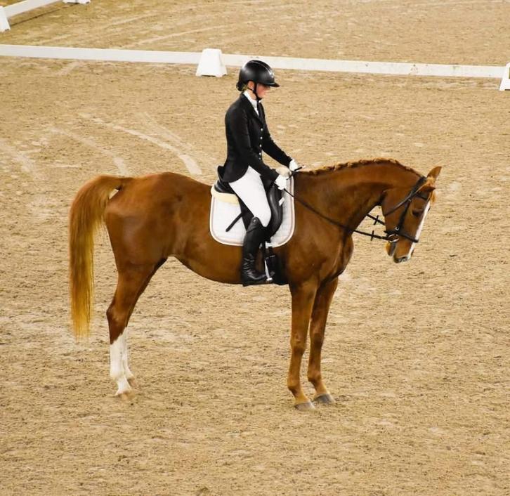 Dressuurmerrie drachtig van Royal dynamic, Animaux & Accessoires, Chevaux, Jument, Z, 170 à 175 cm, 11 ans ou plus, Cheval de dressage