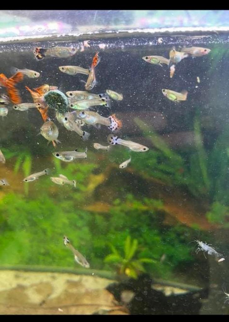 Guppy, ancistrus rouge et snow white, Animaux & Accessoires, Poissons | Poissons d'aquarium